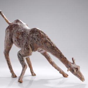 Giraffe - Arno Goossens