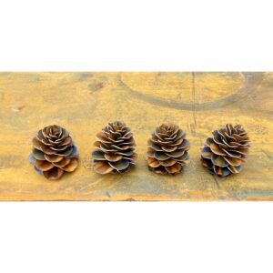 Pine Cone small- Kim Kenyon