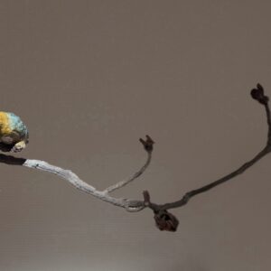 IJsvogel op kastanjetak - Chris Gadiot